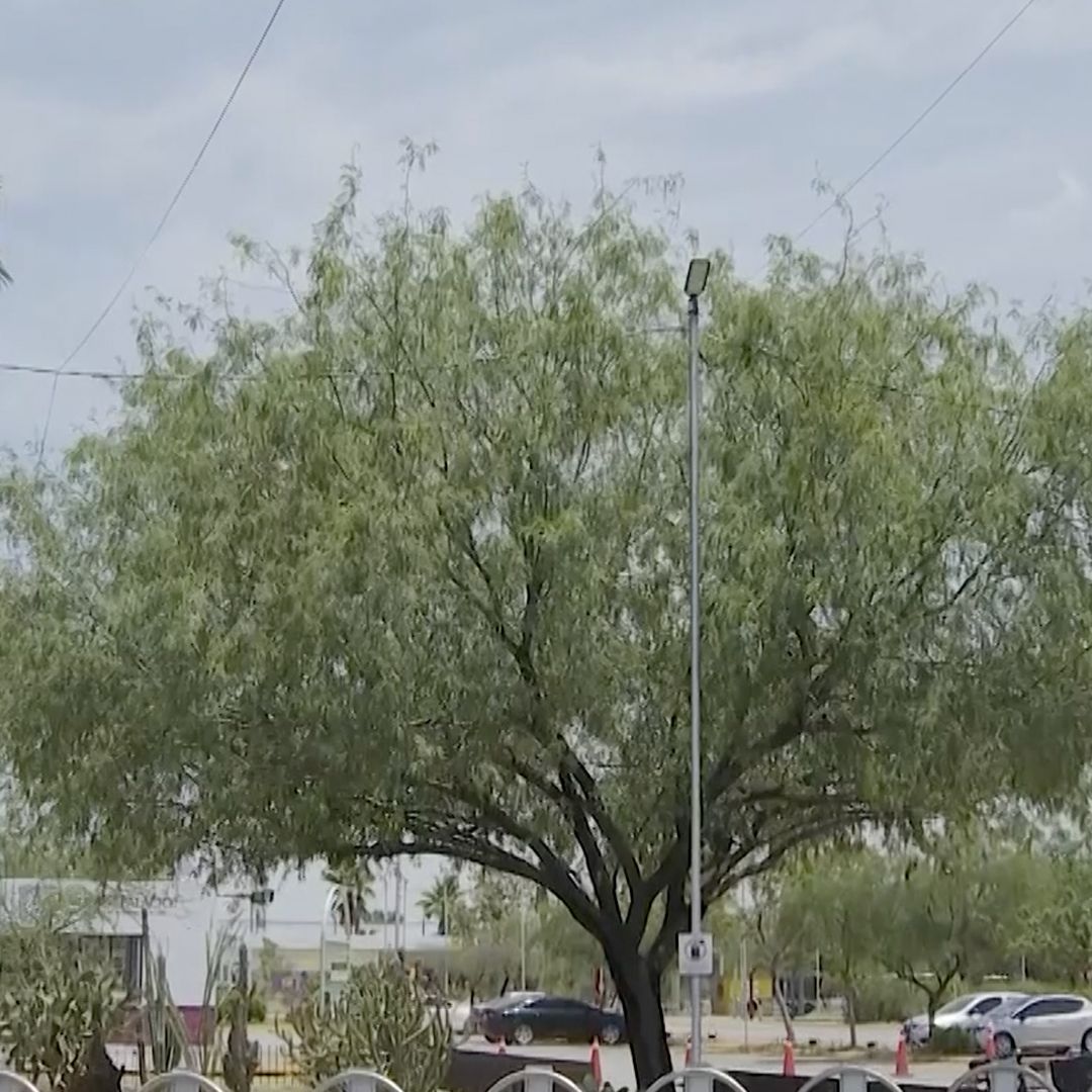 Guía de Árboles Recomendados para el Clima de Torreón